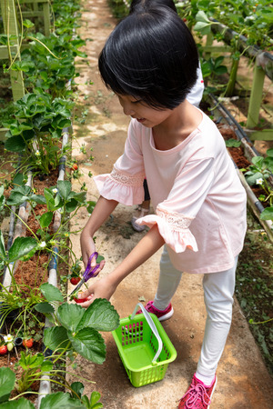 Asian Little Chinese Girl picking fresh strawberry on organic outdoor fruit farmの写真素材