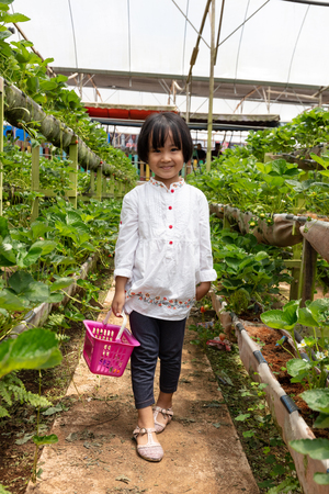 Asian Little Chinese Girl picking fresh strawberry on organic outdoor fruit farmの写真素材