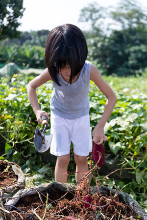 Asian Chinese Little Girl digging purple potato in organic farm outdoorの写真素材