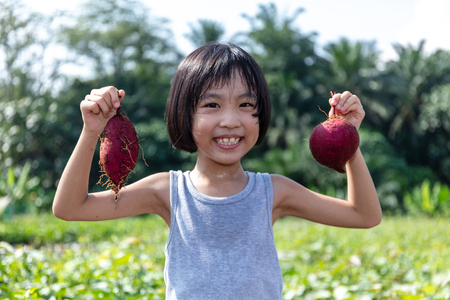 Asian Chinese Little Girl holding purple potato in organic farm outdoorの写真素材