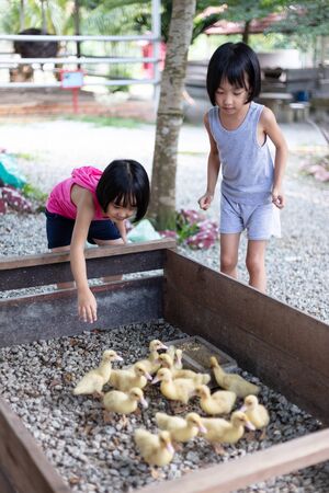Asian Little Chinese Sisters Feeding Ducks in the Outdoor Farmの写真素材