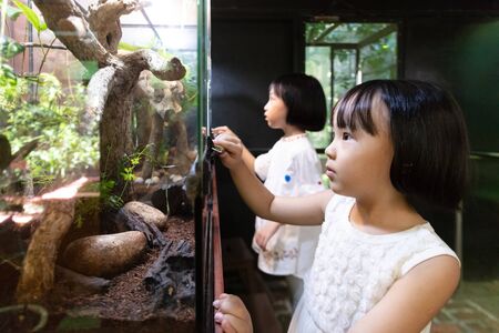 Asian Little Chinese Sisters watching insects at the zooの写真素材