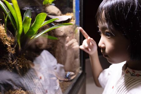 Asian Little Chinese Girl watching insects at the zooの写真素材