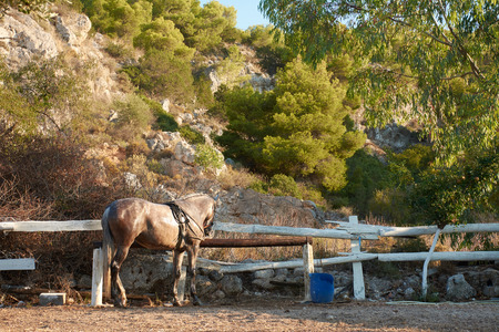 an unhappy horse in a forest free but not free jailed and in a green forest among trees beside a rock a huge rockの写真素材