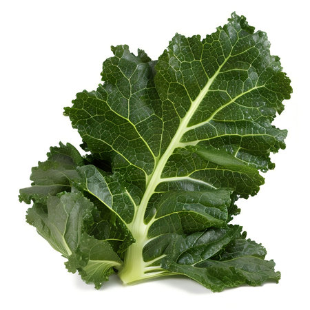 Experience the vibrant and nutrient-rich goodness of kale, the iconic leafy green that's taking the culinary world by stormの素材