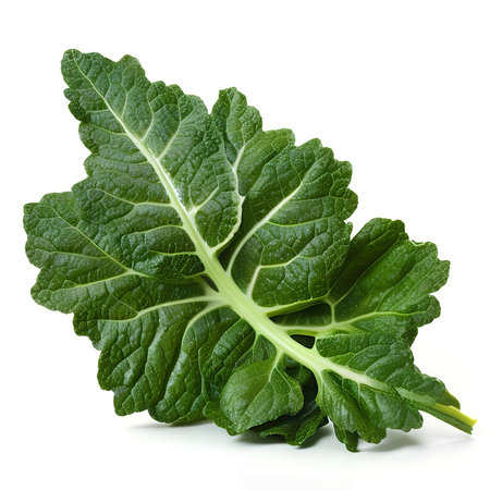 Boost your well-being with the iconic and nutrient-rich kale, a versatile leafy green that's perfect for salads, smoothies, and moreの素材