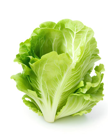 Experience the crisp and refreshing crunch of lettuce, the iconic leafy green that adds a healthy twist to any dishの素材