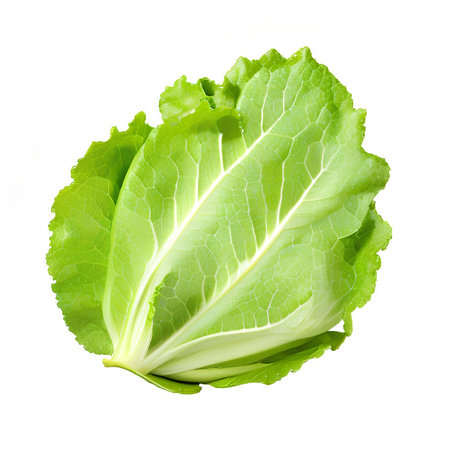 Nourish your body with the iconic and nutritious lettuce, a leafy green that's as delicious as it is healthfulの素材
