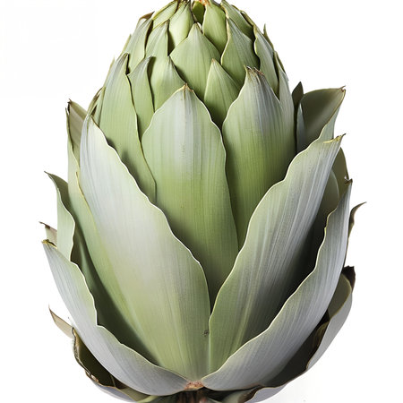 Savor the exquisite and iconic qualities of artichoke, a gourmet vegetable prized for its delicate texture and delightful tasteの素材
