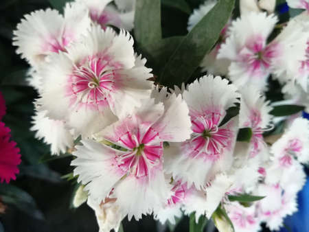 Close up of pink and white Carnation flowers in full bloom.の写真素材