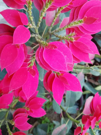 Red flowers of Euphorbia pulcherrima in the garden