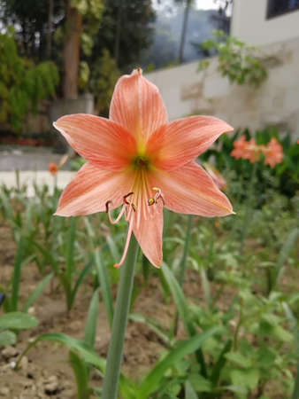 Hippeastrum (amaryllis) in the gardenの写真素材
