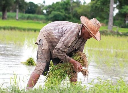 asian male rice farmer is planting rice in the farm のeditorial素材