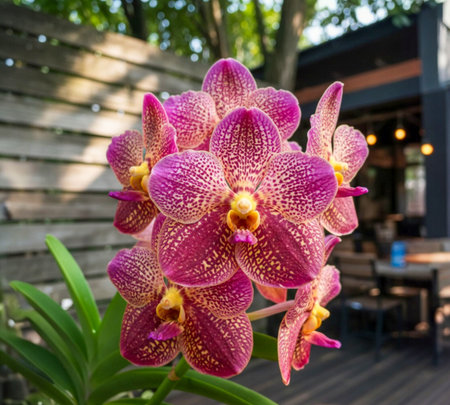 A cafe in Thailand is decorated with Vanda orchids, both native and new hybrid varieties.の写真素材