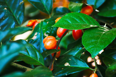 Fruit of Thailandの写真素材