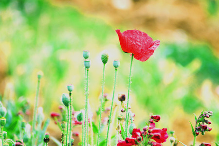Flower in Thailandの写真素材