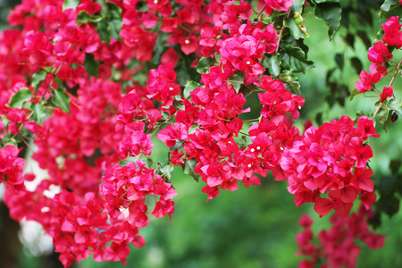 Flower in Thailand