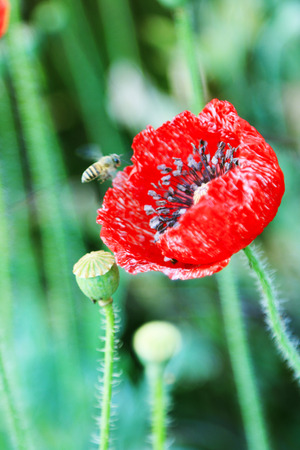 Flower in Thailandの写真素材