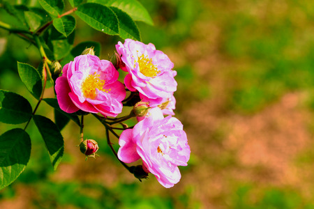 Pink Rose in Thailand gardenの写真素材
