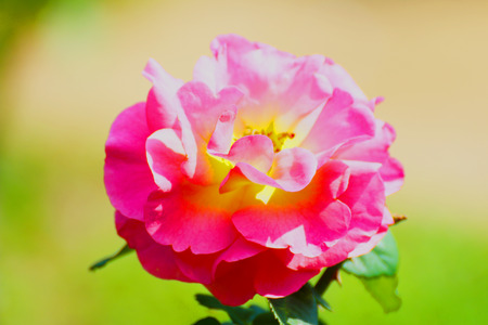 Pink Rose in Thailand gardenの写真素材