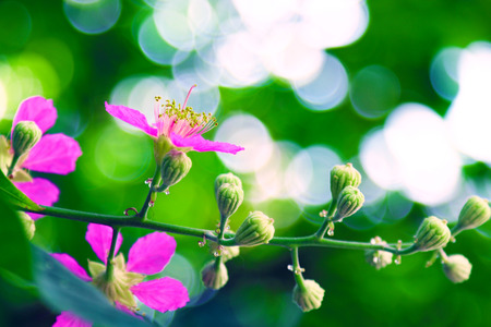 Flowers in Thailandの写真素材