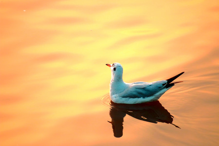 Seagull in Bang-Pu Thailandの写真素材