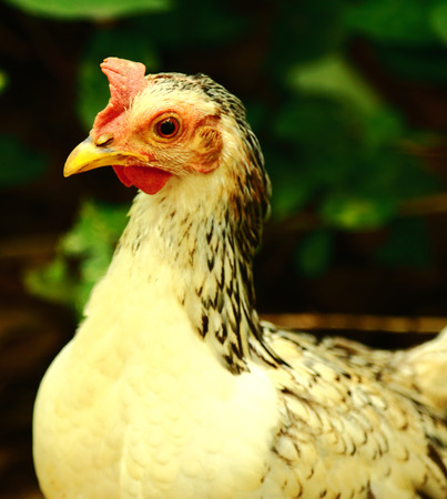 Chicken