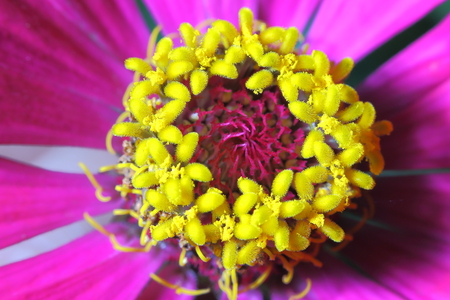 Pollen of Thai flowers name is Baan-Chuenの写真素材