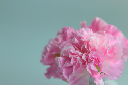 Lilly for decorationの写真素材