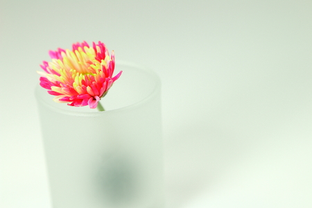 Pink Chrysanthemum for decorationの写真素材