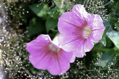 Pink flower in Thailandの写真素材