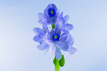 Water Hyacinth flower portraitの写真素材