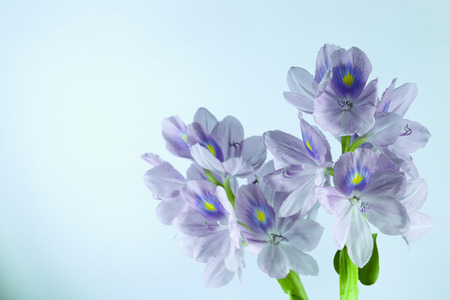 Water Hyacinth flower portraitの写真素材