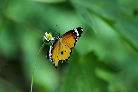 Butterfly eating pollen.