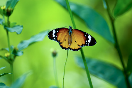 Butterfly eating pollen.