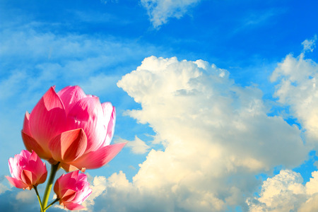 The lotus on the blue sky.の写真素材