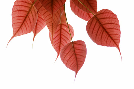 Pink heart leaf or Bo treeの写真素材