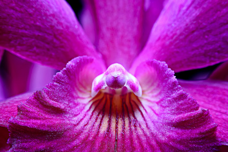 Thai orchid
