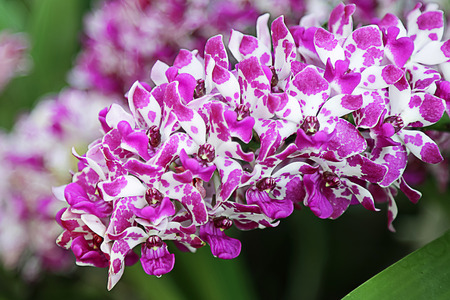 Purple orchids for background.
