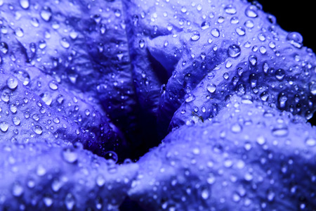 Dew drops on the purple flower after raining in Thailand.の写真素材