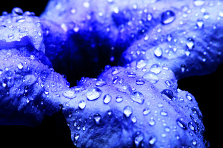 Dew drops on the purple flower after raining in Thailand.の写真素材
