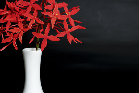 Red flowers decorate in white vase on black background.の写真素材