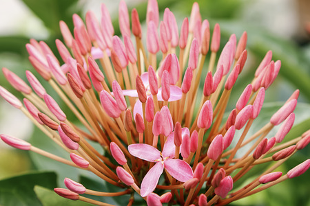 Pink flowers in nature.の写真素材