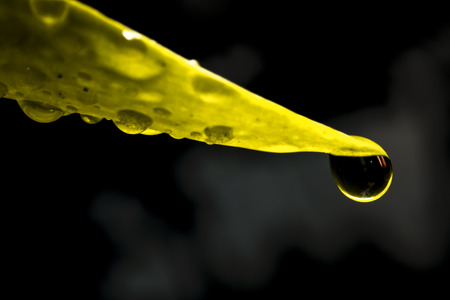 Dew drops under leaf on black background.の写真素材