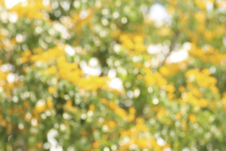 Blurry yellow flowers for blur background.の写真素材