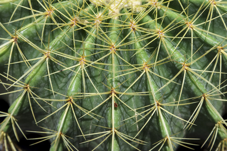 Green cactus for background.