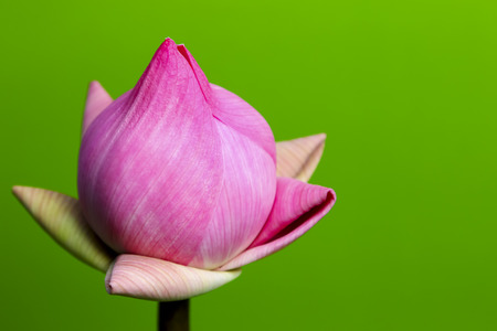 Thai pink lotus on green background.の写真素材