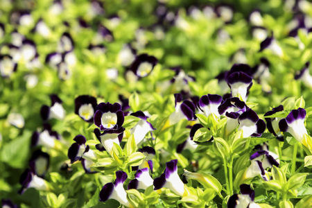 Flowers in public garden.の写真素材