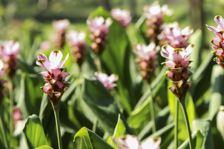 Flowers in public garden.