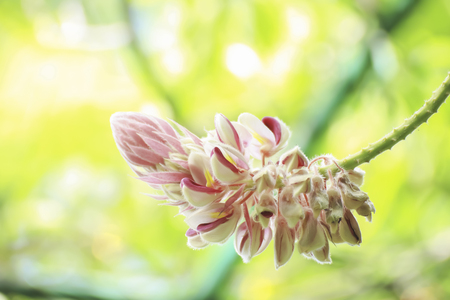 Pink flowers in Thailand nature.の写真素材